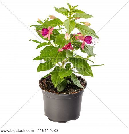 Bright Pink Fuchsia Flower In Flower Pot On White Background