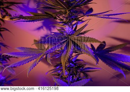 Leaves Of Marijuana. Leafs Of Cannabis. Hemp Foliage, Abstract Herbal Background In Artistic, Aesthe