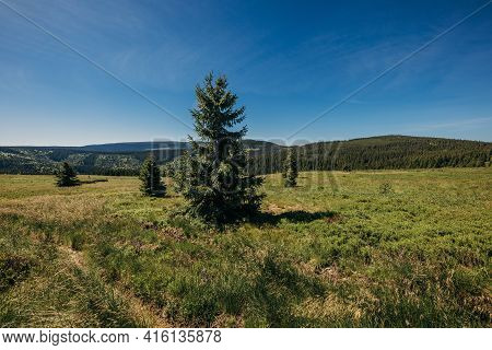 A Herd Of Cattle Grazing On A Lush Green Field
