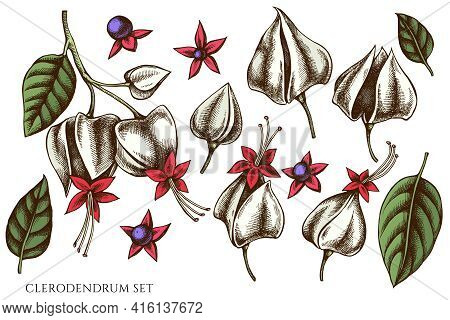 Vector Set Of Hand Drawn Colored Clerodendrum Stock Illustration