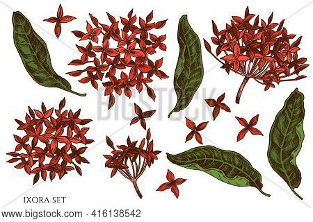 Vector Set Of Hand Drawn Colored Ixora Stock Illustration