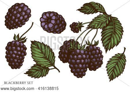 Vector Set Of Hand Drawn Colored Blackberry Stock Illustration