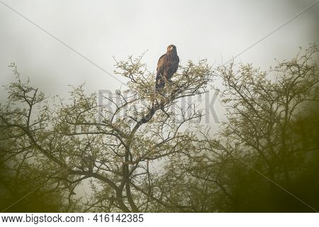 Greater Spotted Eagle Perched On Tree During Winter Migration In Early Morning Light At Keoladeo Nat