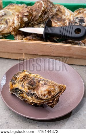 Eating Of Fresh Big Raw Fine De Claires Vertes Green French Oysters From Marennes-oleron