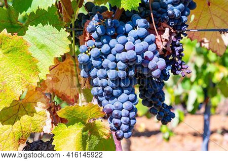 Ripe Black Or Blue Syrah Wine Grapes Using For Making Rose Or Red Wine Ready To Harvest On Vineyards