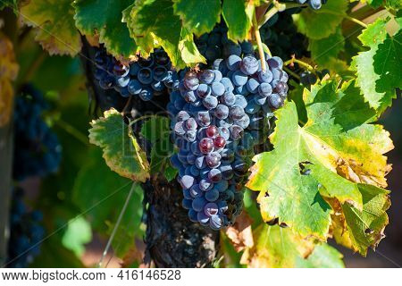 Ripe Black Or Blue Syrah Wine Grapes Using For Making Rose Or Red Wine Ready To Harvest On Vineyards