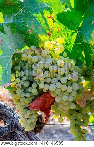 Ripe White Wine Grapes Using For Making Rose Or White Wine Ready To Harvest On Vineyards In Cotes  D