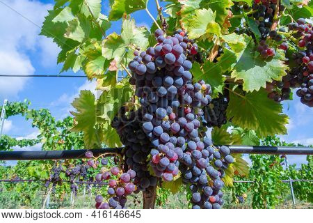 Ripe Black Or Blue Carignan Wine Grapes Using For Making Rose Or Red Wine Ready To Harvest On Vineya