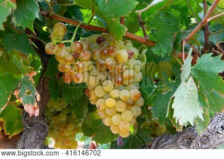 Ripe White Wine Grapes Using For Making Rose Or White Wine Ready To Harvest On Vineyards In Cotes  D