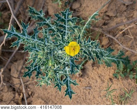 Mexican Prickly Poppy (argemone Mexicana), Commonly Know As 'satyanashi' In Various Parts Of India.