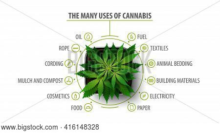 Many Uses Of Cannabis, White Poster With Infographic And Greenbush Of Cannabis Plant, Top View
