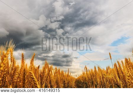 Wheat Field In Cloudy Day. The Sky Before Rain