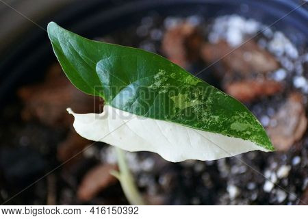 Beautiful White And Dark Green Leaf Of Syngonium Podophyllium Albo Variegated Plant