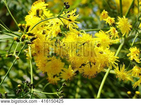 The Yellow Flowers Of Tree Dandelion, Also Known With The Scientific Name Sonchus Palmensis