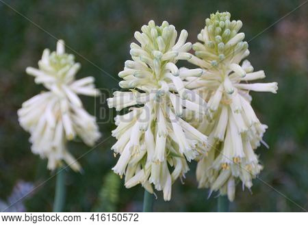 He Winter Red-hot-poker Flowers, With Scientific Name Veltheimia Bracteata