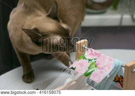 Weaving From Beads. Curious Domestic Siamese Cat Is Interested In Bead Jewelry. The Braiding Machine