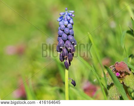 Spring Blue Flower Of Grape Hyacinth, Muscari Neglectum