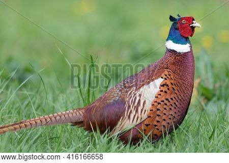 Portrait Of A Male Pheasant (phasianus Colchicus) In A Meadow