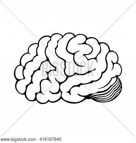 Human Brain Black And White Line Illustration.