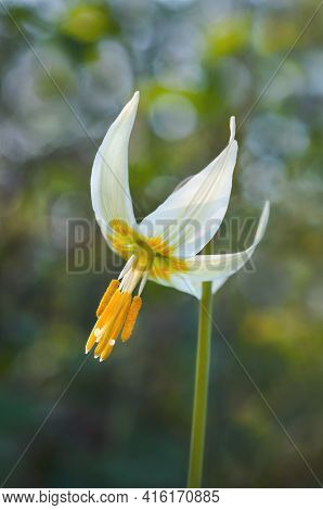 Fawn Lily Flower In Macro Closeup View