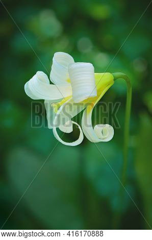 White Fawn Lily With Curled Petals In Macro View