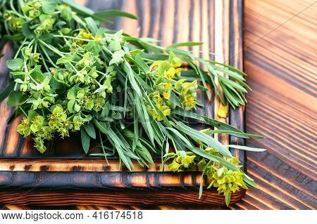 Medicinal Plant Euphorbia Esula, Commonly Known As Green Spurge Or Leafy Spurge Of Milkweed In Bottl