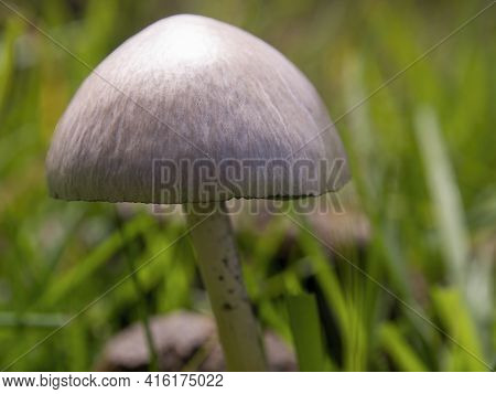 Macro Photography Of Petticoat Mottlegill Mushrooms, Captured In A Field Near The Colonial Town Of V