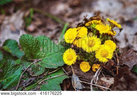 Coltsfoot Or Foalfoot Yellow Flowers Blooming In Spring Forest