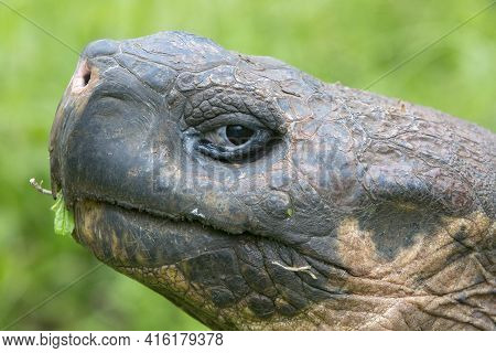 Giant Galapagos Land Turtle, Eating Grass In El Chato Tortoise Reserve. Galapagos Islands 2015.