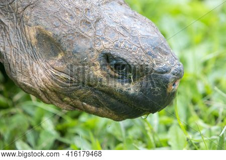 Giant Galapagos Land Turtle, Eating Grass In El Chato Tortoise Reserve. Galapagos Islands 2015.
