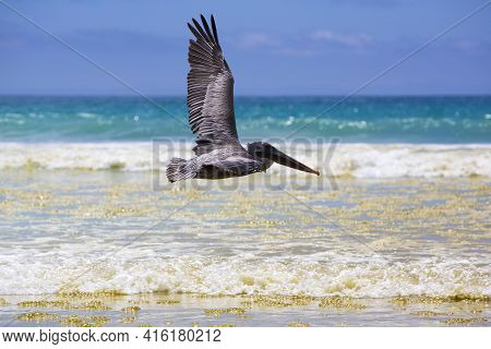 Single Pelican Flying Over The Beach In Puerto Ayora With A Clear Blue Sky In The Background. Galapa