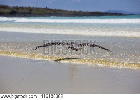 Single Pelican Flying Over The Beach In Puerto Ayora With A Clear Blue Sky In The Background. Galapa