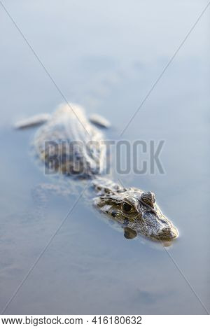 Close Up Of A Caiman (caimaninae Or Crocodile) Staying In Still Water At Serere Reserve Madidi, Boli