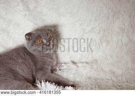 A Lop-eared Scottish Cat Lying. An Animal On A White Background. Fun For Pets