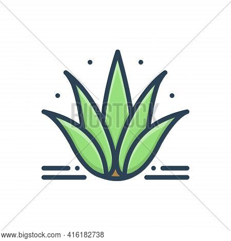Color Illustration Icon For Agave Plant Alovera Nature Cactus Herbal
