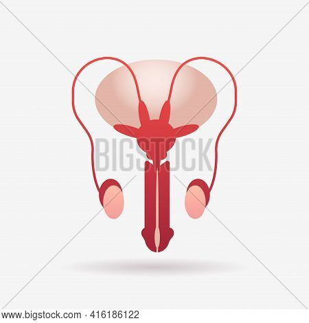 Male Reproductive System Anatomy Biology Medicine Healthcare Concept Flat