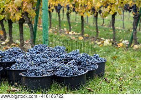 harvested terrible varieties Cabernet Moravia in autumn vineyard, Southern Moravia, Czech Republic