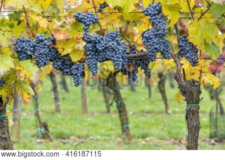 Blue grapes Cabernet Moravia in autumn vineyard, Southern Moravia, Czech Republic