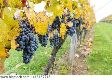 Blue grapes Cabernet Moravia in autumn vineyard, Southern Moravia, Czech Republic