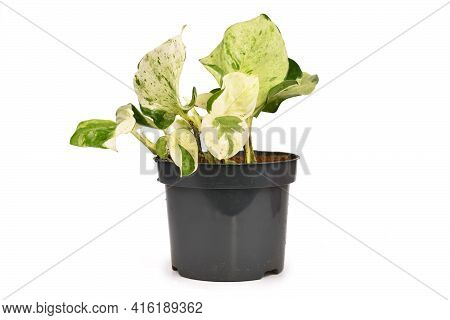 Small Exotic Houseplant With Botanic Name 'epipremnum Aureum Manjula' Pothos In Flower Pot Isolated 