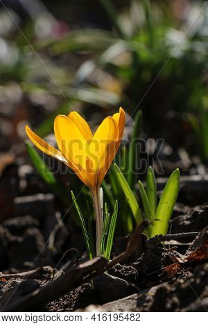 One Yellow Crocus Flavus Flower Growing At Sunset Outdoors