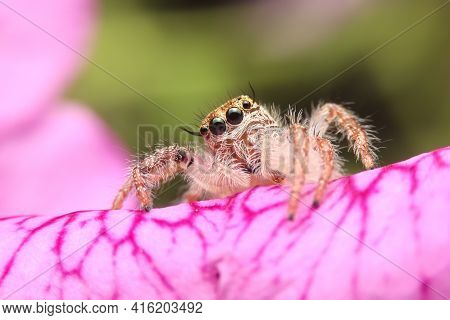 Jumping Spider On Pink Flowers In The Garden. Hyus Spider On Flowers With Green Background.