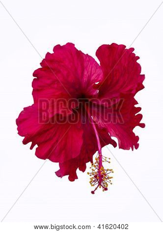 Red Hibiscus Flower