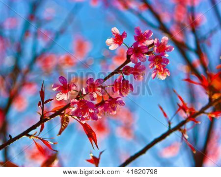 Kirsebærblomster