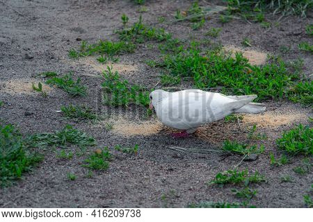 Beautiful White Dove In Pakra Eating Grain