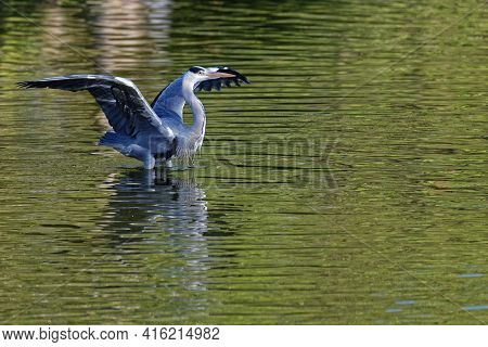 A Grey Heron Opens Its Wings In The Middel Of The River