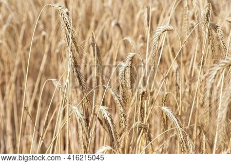 Close-up Texture Pattern View Of Ripe Golden Organic Wheat Stalk Field Landscape On Bright Sunny Sum