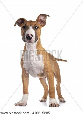 Handsome Brown With White Bull Terrier Dog, Standing Facing Front. Looking Beside Camera. Isolated O