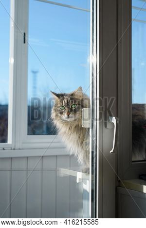 Gray Fluffy Cat With Green Eyes Looks Out From Closed Glass Door. Concept Of Pet Being Punished For 