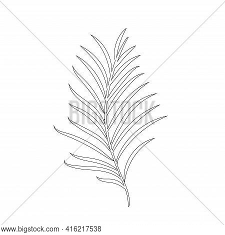 Tropical Leaf Silhouettes Isolated On White Background. Chamaedorea. Black Outline Vector Illustrati